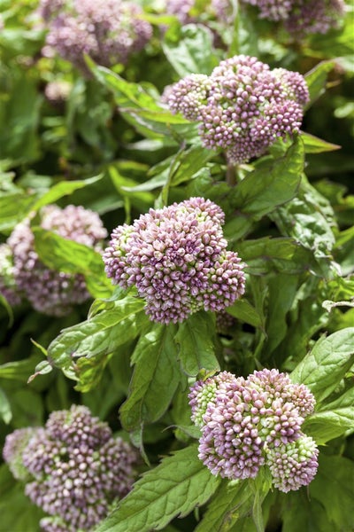 Eupatorium cannabinum, Wasserdost, rosa Blüten, ca. 9x9 cm Topf