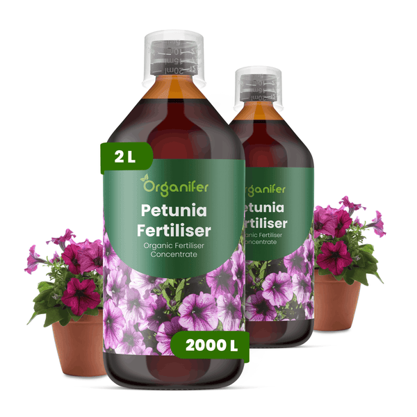 Organifer Petunien-Dünger, 2 Liter Flasche, biologisches Konzentrat, mit blühenden Petunien in Töpfen.