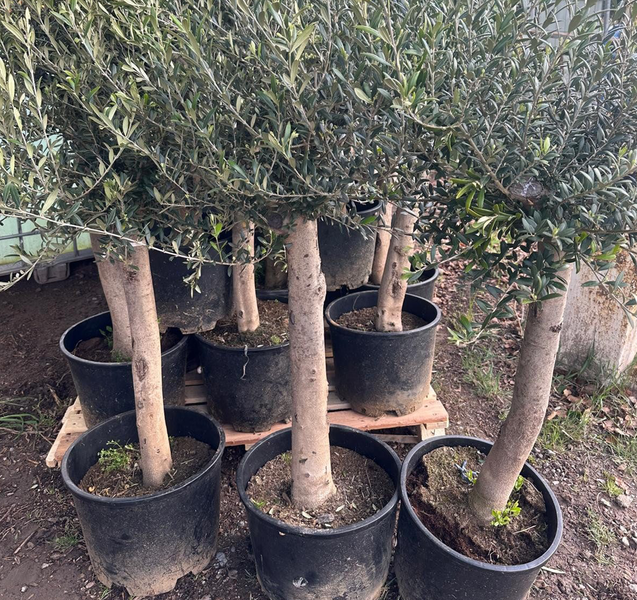 Katzenkratzbaum mit drei Liegemulden und Sisalstämmen