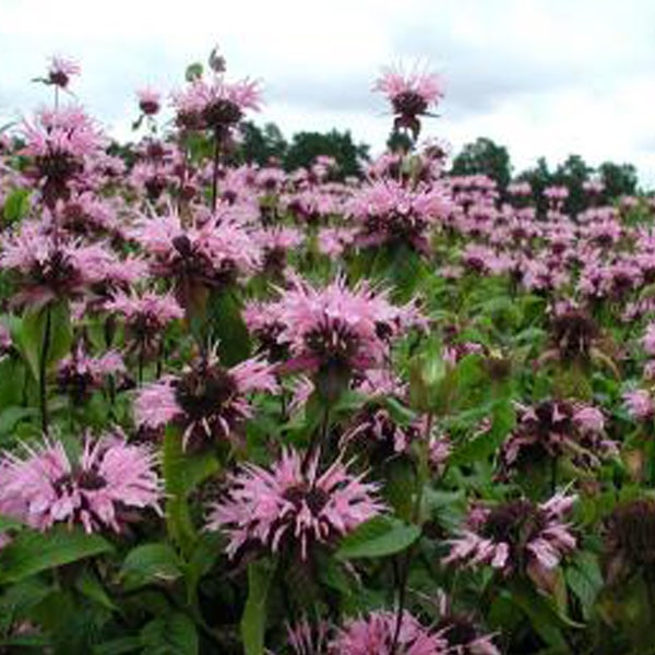 Feld mit Monarda-Dahlien