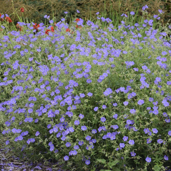 Blüte des Storchschnabels im Gartenbeet