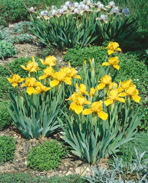 Iris x barb.-nana 'Baria', Zwergiris, violett, ca. 9x9 cm Topf
