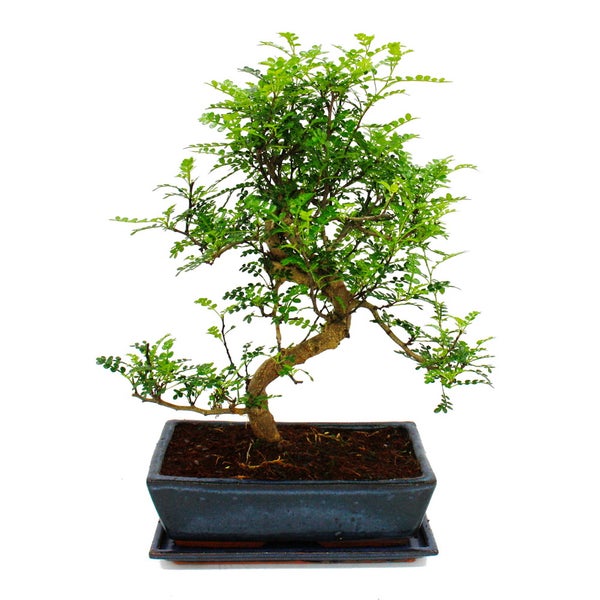 Bonsai - Zanthoxylum piperitum - ca. 12-15 Jahre - 30cm Schale - Geschenkset mit Dünger und Schere