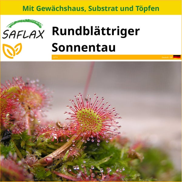 SAFLAX Anzucht Set - Rundblättriger Sonnentau - Drosera rotundifolia - 50 Samen - Mit Mini-Gewächshaus, Anzuchtsubstrat und 2 Töpfen