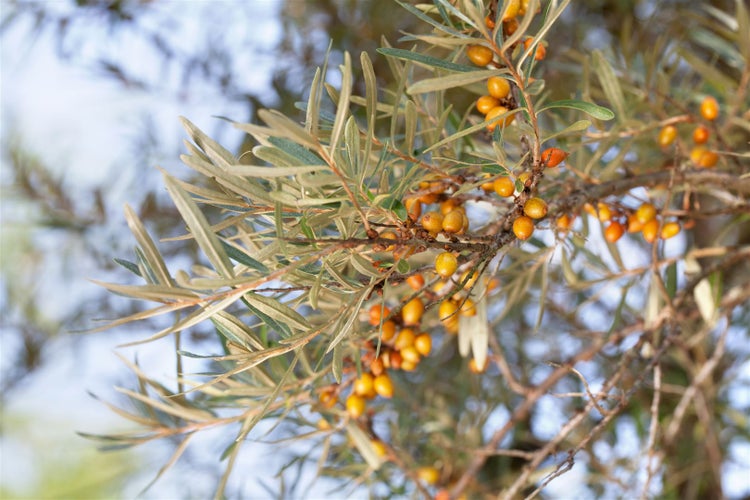 Hippophae rhamnoides, Sanddorn, 40–60 cm