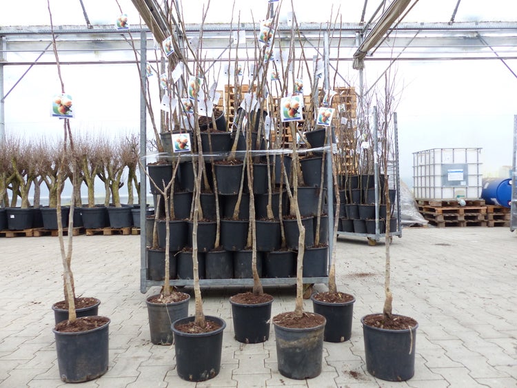 echter Walnussbaum Juglans regia 180 cm Obstbaum winterhart kräftiger Stamm Nussbaum
