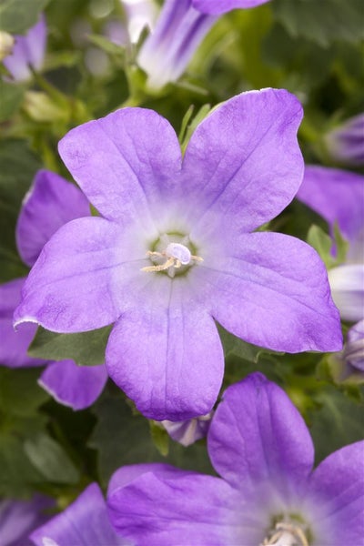 Nahaufnahme einer Glockenblume mit fünf Blütenblättern