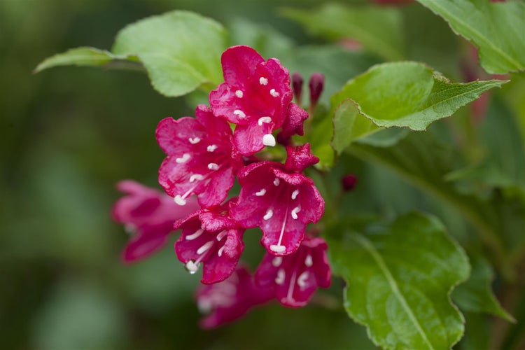 Weigela 'Red Prince', Weigelie, leuchtend rot, 40–60 cm