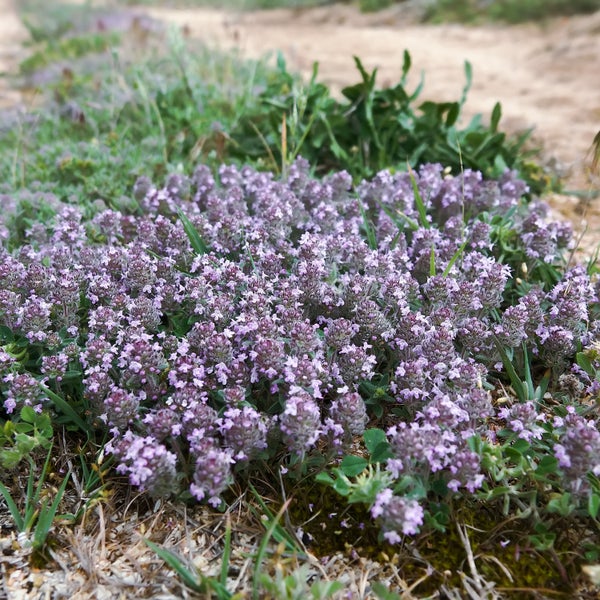 Blühender Thymian im Garten