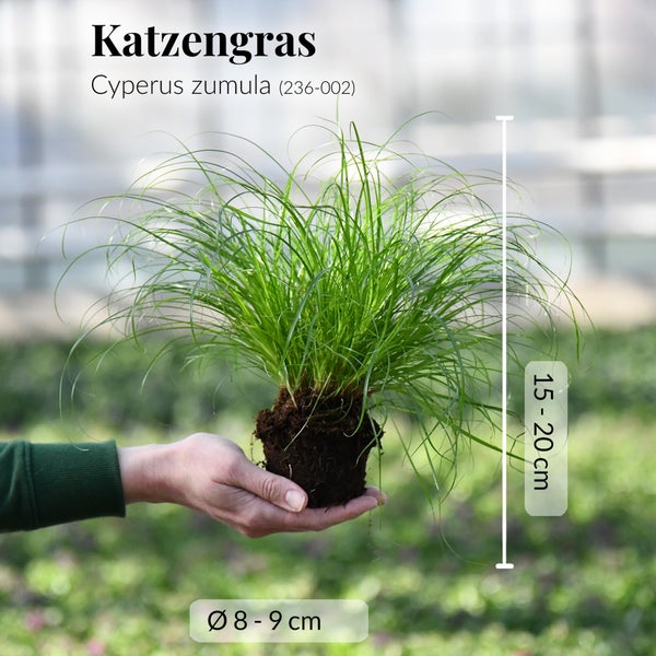 Katzengras 3er Set Cyperus zumula | biologisch, sicher für Katzen | PetLove Futterpflanze 15-20 cm