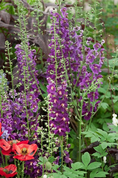 Verbascum phoeniceum 'Violetta', violett, ca. 9x9 cm Topf