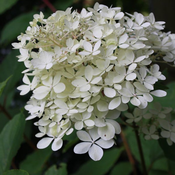 Nahaufnahme einer Hortensienblüte