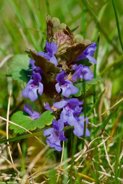 Glechoma hederacea, Gundermann, ca. 9x9 cm Topf