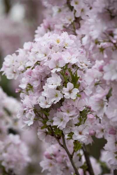 Prunus serrulata 'Amanogawa', Japanische Säulenkirsche, rosa, 100–150 cm