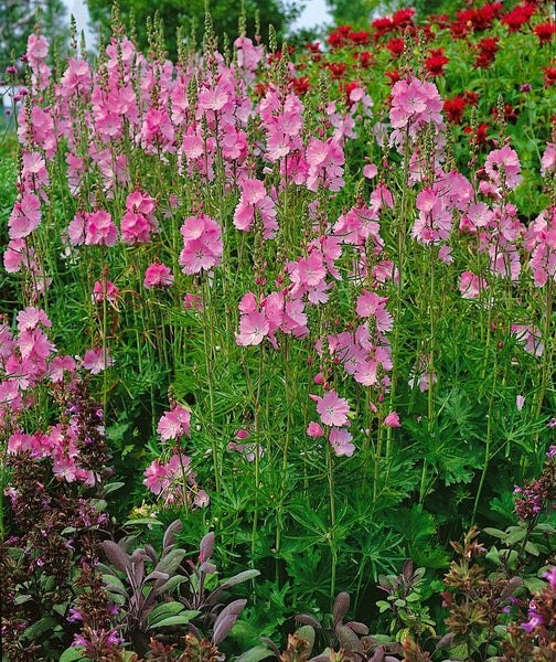 Sidalcea malviflora 'Rosanna', rosa Blüten, ca. 9x9 cm Topf