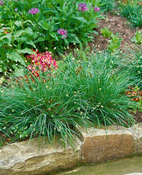 Sesleria caerulea, Blaugras, ca. 9x9 cm Topf