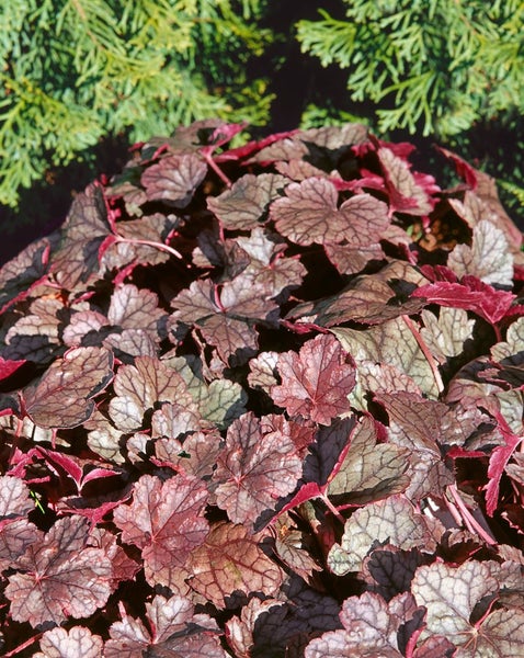Heuchera micrantha 'Silver Scrolls', Purpurglöckchen, silbrig, ca. 11x11 cm Topf
