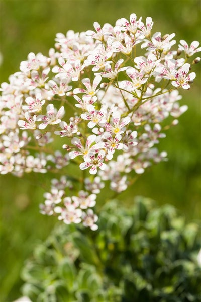 Saxifraga cotyledon 'Southside Seedling', Steinbrech, ca. 9x9 cm Topf