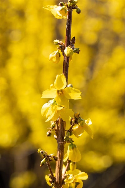 Forsythia intermedia 'Goldrausch', Forsythie, gelb, 60–80 cm
