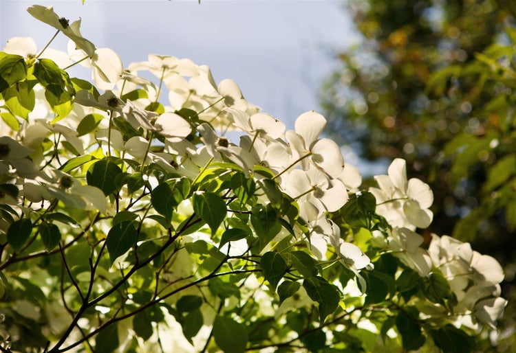 Cornus kousa chinensis, Chinesischer Blumen-Hartriegel, 80–100 cm