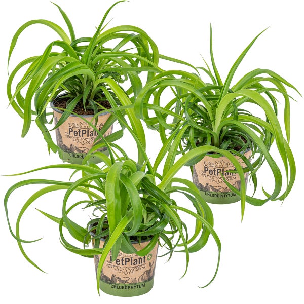 Graslilie | Chlorophytum 'Green Bonnie' 3 Stück - PetFriendly - Zimmerpflanze ⌀12 cm - ↕25 cm