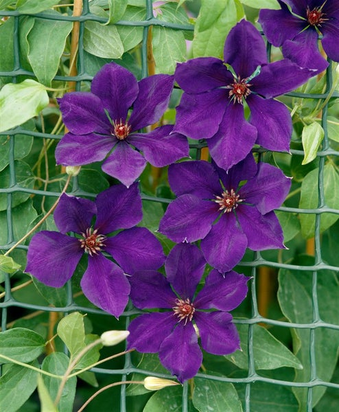 Clematis Hybride 'Gipsy Queen', Waldrebe, dunkelviolett, 60–100 cm