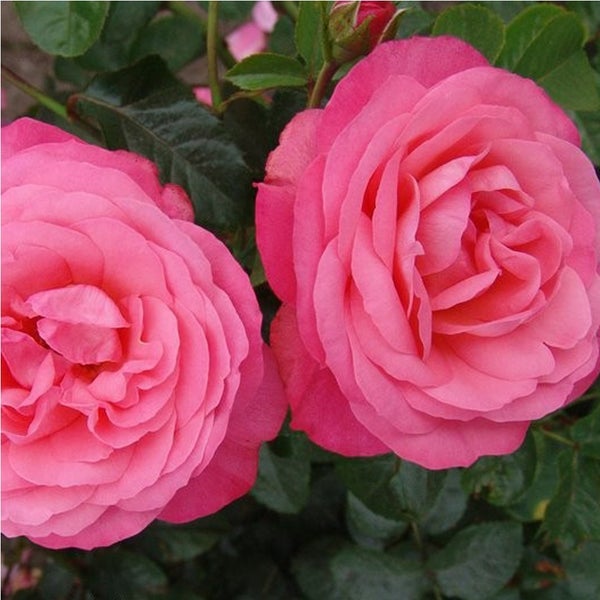 Nahaufnahme von zwei rosa Rosenblüten mit grünen Blättern