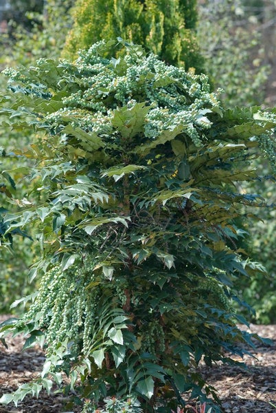 Mahonia media 'Winter Sun', Mahonie, gelbe Blüten, 40–60 cm