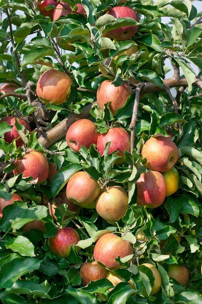 Malus 'Jonagold', Apfelbaum, 40 cm Stammhöhe