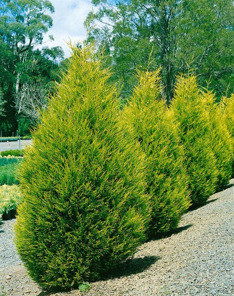 Cupressocyparis leylandii 'Castlewellan Gold', goldgrün, 100–125 cm