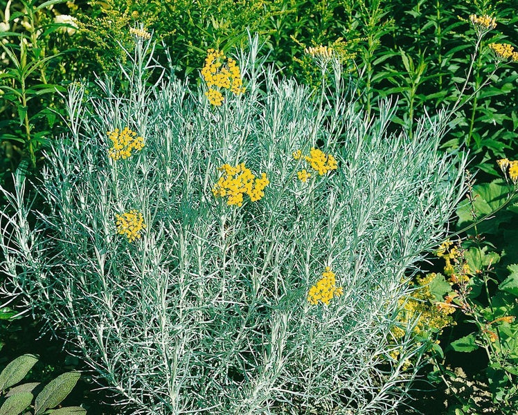 Helichrysum italicum, Currykraut, silbrig-grau, ca. 9x9 cm Topf