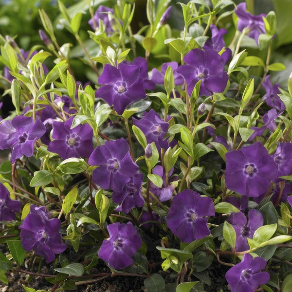 Bodendecker - Kleines Immergrün - Vinca minor 'Atropurpurea' - 9cm Topf - Set mit 12 Pflanzen
