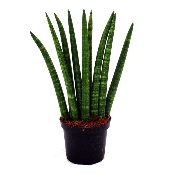 Sansevieria cylindrica - Pfiffiges 3er Set im 9cm Topf - Bogenhanf, Schwiegermutterzunge