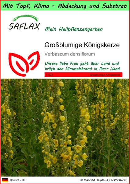 SAFLAX Garden to go - Großblumige Königskerze - Verbascum densiflorum - 500 Samen - Mit Topf, Klima - Deckel und Anzuchtsubstrat