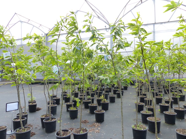 Esskastanie Castanea sativa 180 cm  Kastanie Kastanienbaum Pflanze winterhart