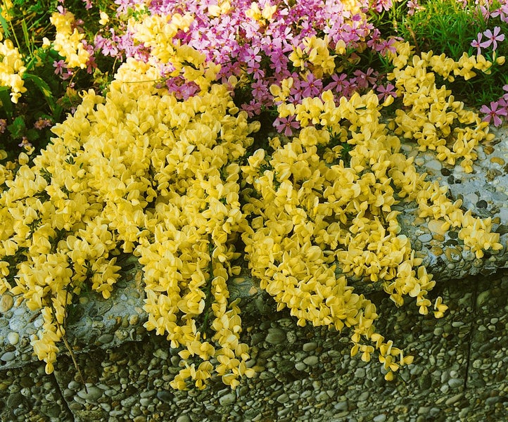 Cytisus kewensis, Besenginster, cremegelb, 20–30 cm