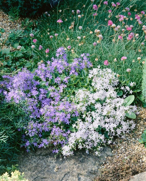 Campanula garganica 'Erinus Major', Glockenblume, blau, ca. 9x9 cm Topf