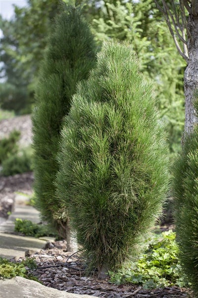 Pinus nigra 'Green Tower', Schwarz-Kiefer, 50–60 cm