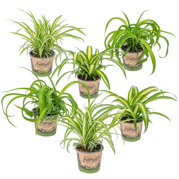 6x Graslilie-Mix - Graslilie - Zimmerpflanzen - Deodorierend - ⌀12 cm - ↕20-25 cm