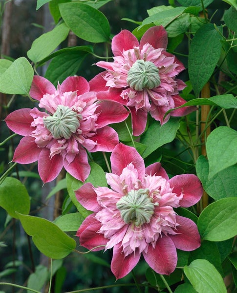 Clematis Hybride 'Josephine', großblumig, rosa, 60–100 cm