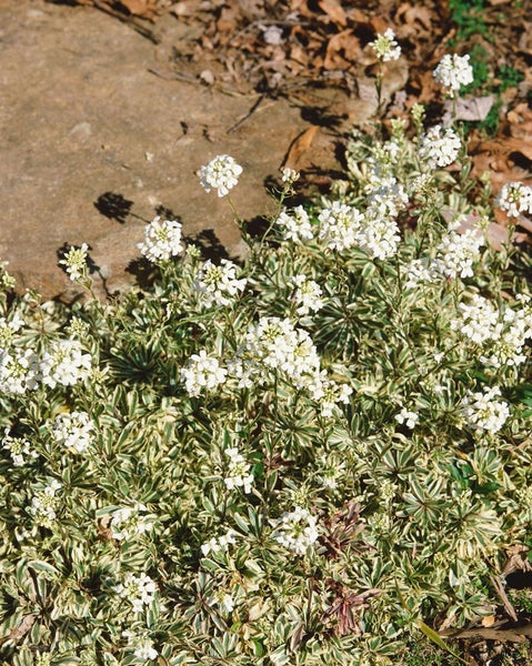 Arabis ferdinandi-coburgii 'Variegata', Gänsekresse, buntlaubig, ca. 9x9 cm Topf