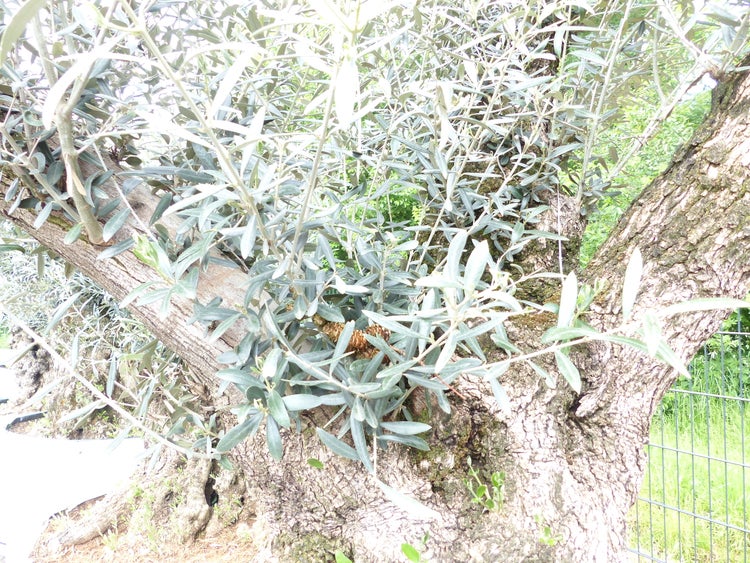 genau dieser Baum L6 Olivenbaum 240 cm, knorrige alte urige Olive winterhart