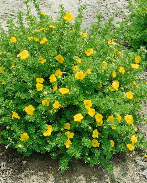 Potentilla fruticosa 'Kobold', Fingerstrauch, gelb, 25–30 cm