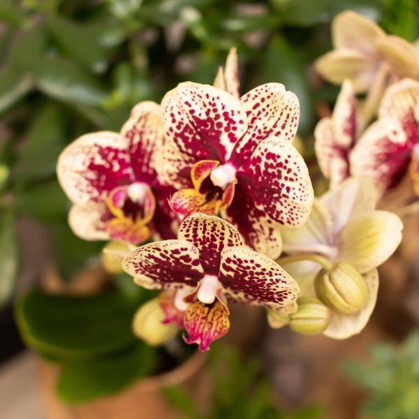 Kolibri Orchids Gelbe rote Phalaenopsis-Orchidee Spanien + Glasierter Ziertopf Cognac Topfgröße 9cm 40 cm hoch Blühende Zimmerpflanze frisch vom Züchter