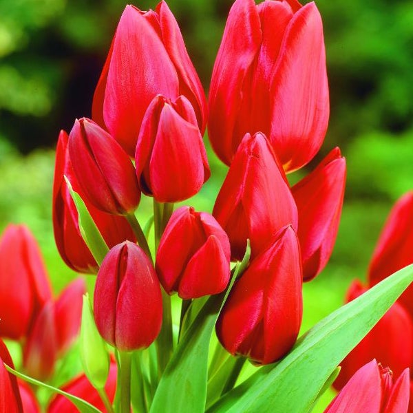 Nahaufnahme von roten Tulpenblüten