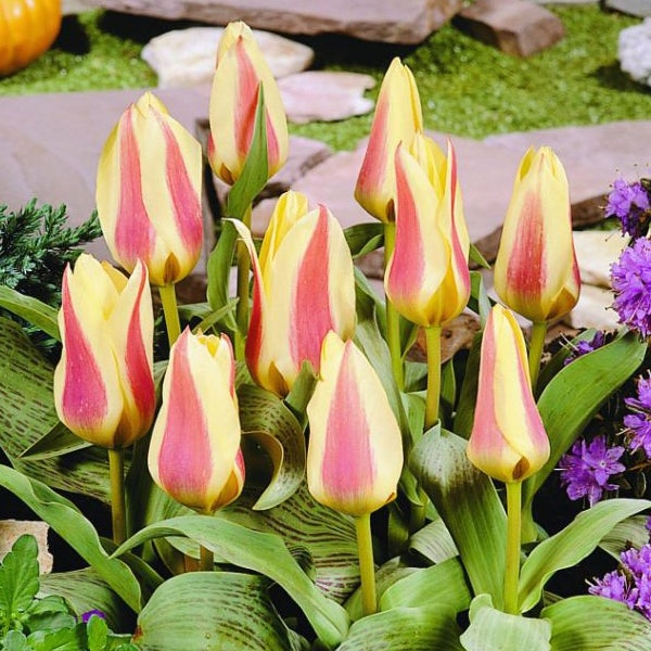 Gruppe gelb gestreifter Tulpen im Gartenbeet