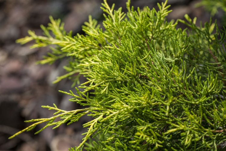 Juniperus media 'Golden Saucer', Wacholder, goldgelb, 20–25 cm