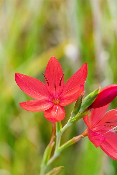 Nahaufnahme einer Gladiole mit roten Blütenblättern