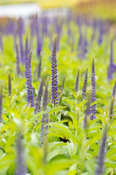 Veronica longifolia 'Blauriesin', Ehrenpreis, blau, ca. 9x9 cm Topf