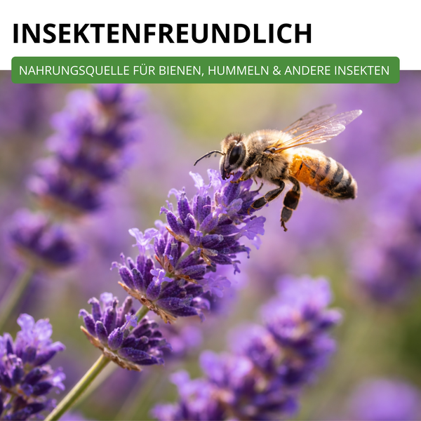 Insektenfreundlich: Nahrungsquelle für Bienen, Hummeln und andere Insekten.